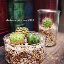Had trouble finding cactus potting mix in the area where i live. Can Succulents Be Planted In Gravel Hunker Succulent Fertilizer Planting Succulents Succulents