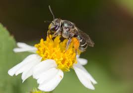 Image result for Lipotriche