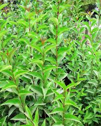 Image result for Ligustrum lucidum
