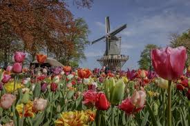 Visiting the tulip fields in holland is the highlight of a netherlands trip! Amsterdam Tulip Festival Best Family Escapes
