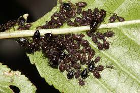 Scale insects are serious pests of tree fruits in ontario. Insect Pests Edible Landscapes