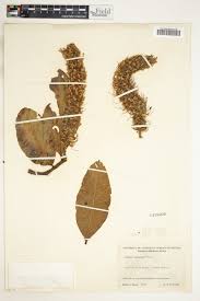 Image result for Faurea rochetiana