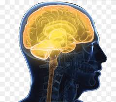 In total, there are 43 main nerves that branch off the central nervous system (cns) to the peripheral nervous system. Outline Of The Human Brain Png Images Pngwing