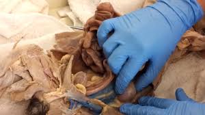 Her first work was human anatomy & physiology laboratory manual (cat version), which came out in 1981. Cat Dissection Internal Organs Youtube