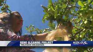 Pick pricing plan which fits for your needs best. It S Picking Season For Reno Gleaning Project