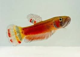 Betta Macrostoma Tropical Fish Aquarium Betta Aquarium Cool Fish