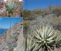 Nitric oxide (no) is a key signaling molecule in plant physiology. Succulent Plant Diversity Of The Sonoran Islands Gulf Of California Mexico