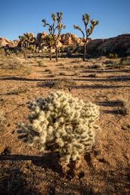 The joshua tree, for which the park is named, grows only in the higher elevation mohave desert in the western half of the park. Joshua Tree Photography Guide And Best Photo Spots Improve Photography