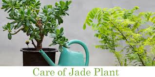 Maybe you would like to learn more about one of these? How To Grow And Care For Your Jade Plant