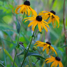Image result for Rudbeckia hirta