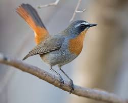 Garden Birds Of South Africa Identification Cape Robin Chat South African Birds Cute Birds Bird Photo