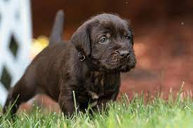 See more ideas about puppies, dogs, hunting dogs. Pudelpointer Dog Breed Information American Kennel Club