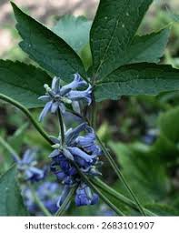 Image result for Ranunculaceae