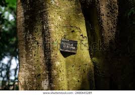 Image result for Treculia