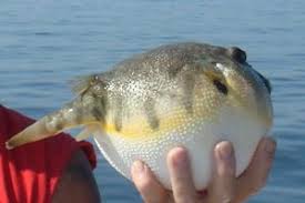Its a great time to introduce a kid to fishing. Mixed Bag On The Jones Beach Piers The Fisherman