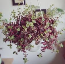 Cactus plants require very little maintenance and look great when in bloom on a window sill, adorning a porch railing or as part of a patio decoration. 24 Hanging Basket Plants You Can Grow From Cuttings In 2021 Plants For Hanging Baskets Hanging Succulents Hanging Plants Indoor