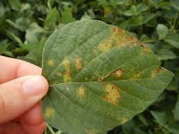 We would like to show you a description here but the site won't allow us. Soybean Vein Necrosis Virus Identified In Iowa Integrated Crop Management