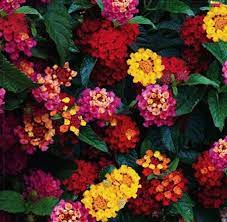 20 Seeds Rare Lantana Camara Perennial Bonsai Flowers Garden Plants Red Yellow White Orange Bonsai Flower Flower Garden Plants Ornamental Plants
