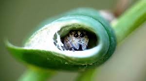 And you should not ignore couponxoo, which is a huge database of discount and. Jumping Spider Care Are Jumping Spider Good Pets Exopetguides