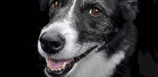 Do Dog Whiskers Grow Back When They Re Cut Off Daily Dog Stuff