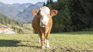 Roughly 1.5 Billion Cows On The Planet | Human Factor | Dw | 27.07.2017