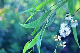 We did not find results for: What Is Eucalyptus Honey How Is It Produced Benefits