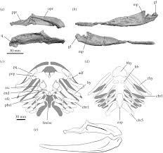 Michael coates and kristen tietjen, university of chicago) fossil skeleton of the ancient shark gladbachus (credit: An Early Chondrichthyan And The Evolutionary Assembly Of A Shark Body Plan Proceedings Of The Royal Society B Biological Sciences