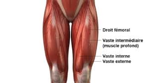 Si vous avez envie de faire une séance pour renforcer vos jambes, vous êtes au bon endroit. Exercice Et Musculation Quadriceps Prepa Physique