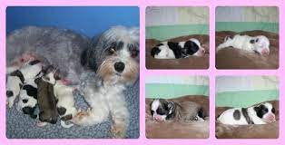 Yuppy Puppy Havanese Breeders Of Quality Havanese In Florida North Carolina Havanese Breeders Havanese Puppies
