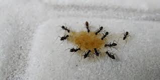 Make a spray from vinegar. How To Get Rid Of Ants In The Bathroom Tiny Black Nuisance