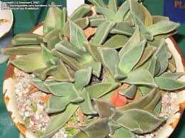 Image result for Nananthus aloides