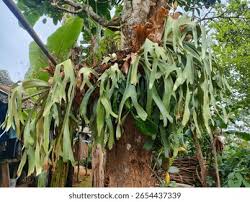 Image result for Polypodiaceae