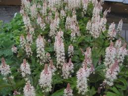 Tiarella pink skyrocket pp 13382. Tiarella X Pink Skyrocket Foamflower From Pleasant Run Nursery