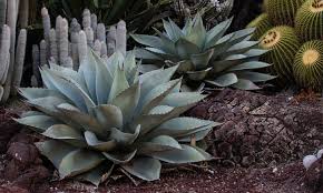 When the plant reaches maturity it produces an incredibly tall yellow flower spike that can. Agave Ovatifolia Care Growing Whale S Tongue Agave Epic Gardening