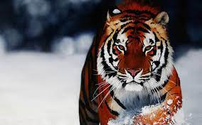 Use a disposable camera to take amazing underwater photos Cool Backgrounds Of Animals Wallpaper Cave