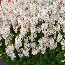 Image result for Diascia