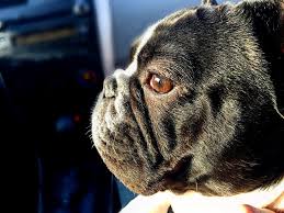 (even if you are not, who doesn't. French Bulldog Names The Best Male Female French Bulldog Names