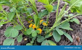 Image result for Arachis hypogaea