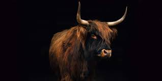 As expected, pedigree cattle sell for a much higher price. Did You Know The Highland Cow In Scotland Eagle Brae