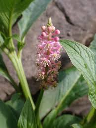 Image result for Phytolaccaceae