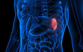 The spleen is the largest lymphoid organ and has a crucial function in the immune system. What Is A Spleen Wonderopolis