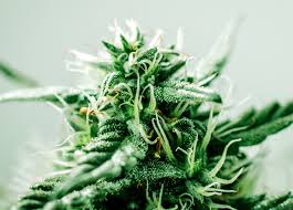 We did not find results for: Grow Light Spectrum Explained Ideal Led Spectrum For Plants