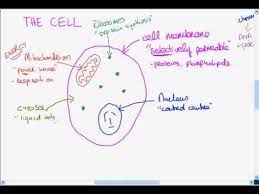 Animal cell functions are solely dependent on the organelles and structures associated with the cell. The Basic Structure Of The Cell Youtube