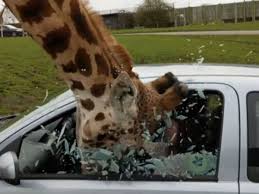 West midland safari & leisure park. Car Window Smashes On Giraffe S Head At Safari Park The Independent The Independent