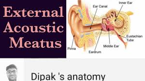 Anatomy Of Ear Part 2 External Acoustic Meatus Ear Canal Youtube