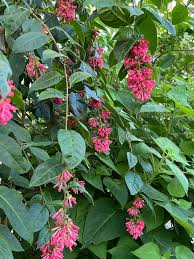 Image result for Cestrum