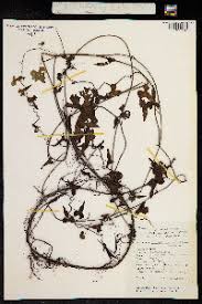 Image result for Merremia pterygocaulos