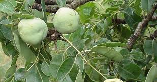 The marula, a member of mango family, is a tree found in southern africa. Marula Tree Trees South Africa