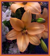 Check spelling or type a new query. Peach Colored Flower I Love Any Peach Colored Flowers E Flickr