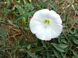Image result for Convolvulus arvensis